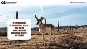 GPS-tracked pronghorn antelope in a grassland habitat highlighting how solar infrastructure influences wildlife movement and migration patterns.